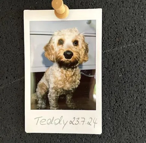 Cozy Wilkipartment Bis 4 Pers - Hund - Netflix - Wlan - Wintergarten - Coffeebar - Popcorn *